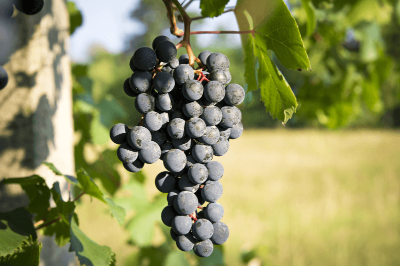 Barbera szőlő Barbera szőlő