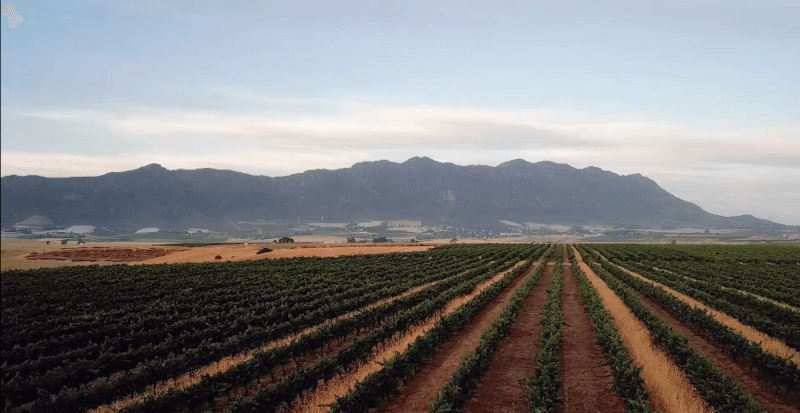 Blick über die Reben im Riebeek-Tal Blick über die Reben im Riebeek-Tal