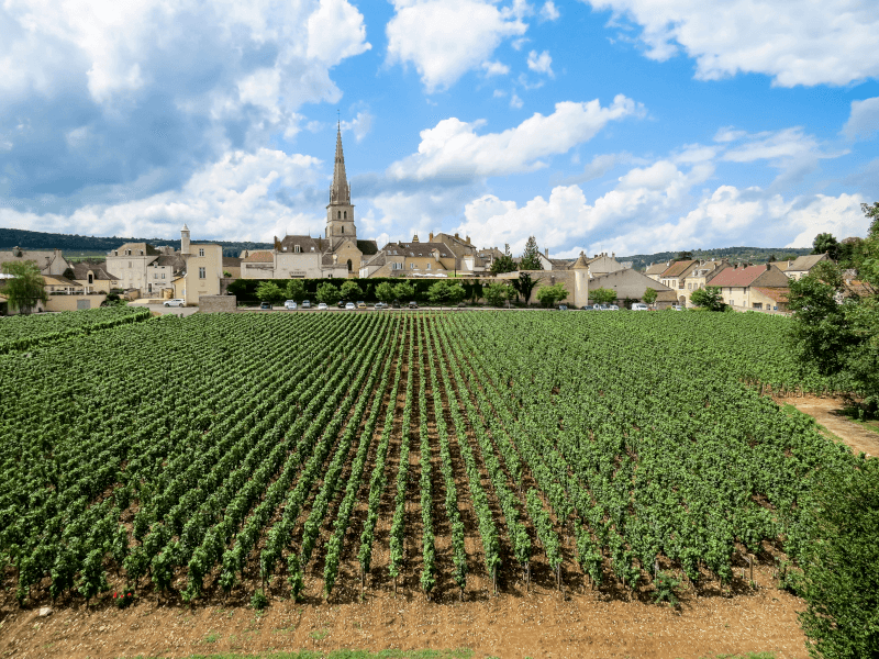 Blick auf Meursault Blick auf Meursault
