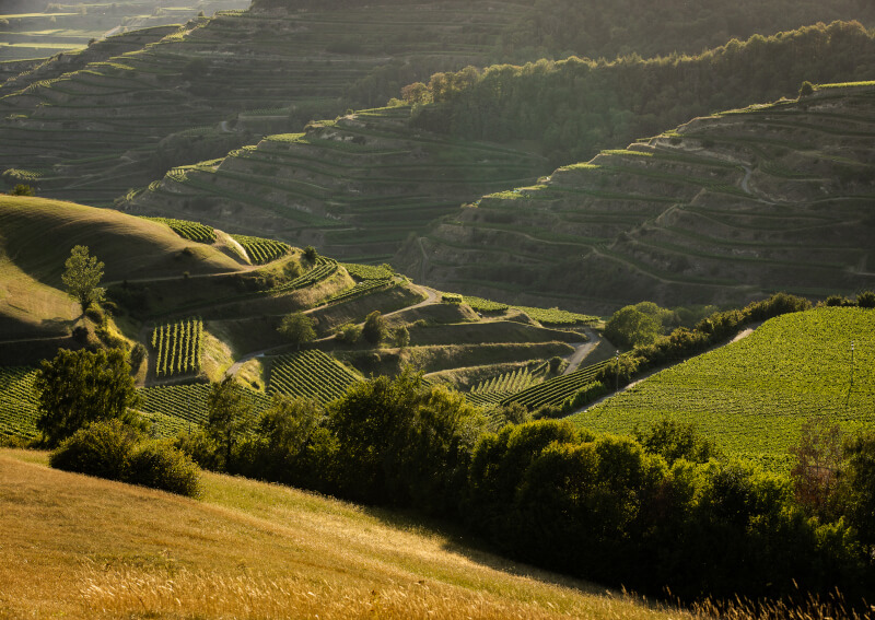 Weingut Zimmerlin Weinberge Baden