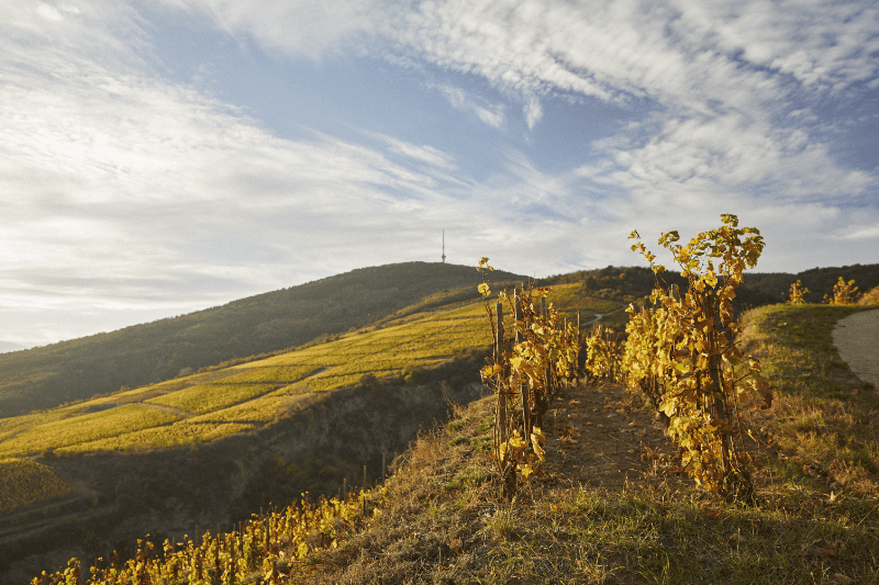 Tokaji lejtő esti napfényben Tokaji szőlőültetvények este