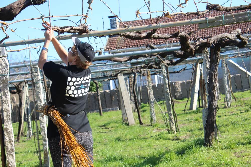 Winzer an der Traube bei Paco-Lola
