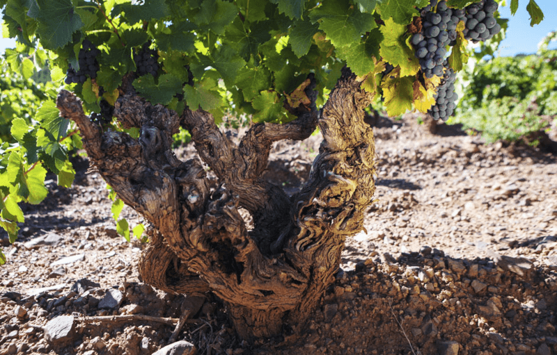 Alto Moncayo Garnacha Alto Moncayo Garnacha