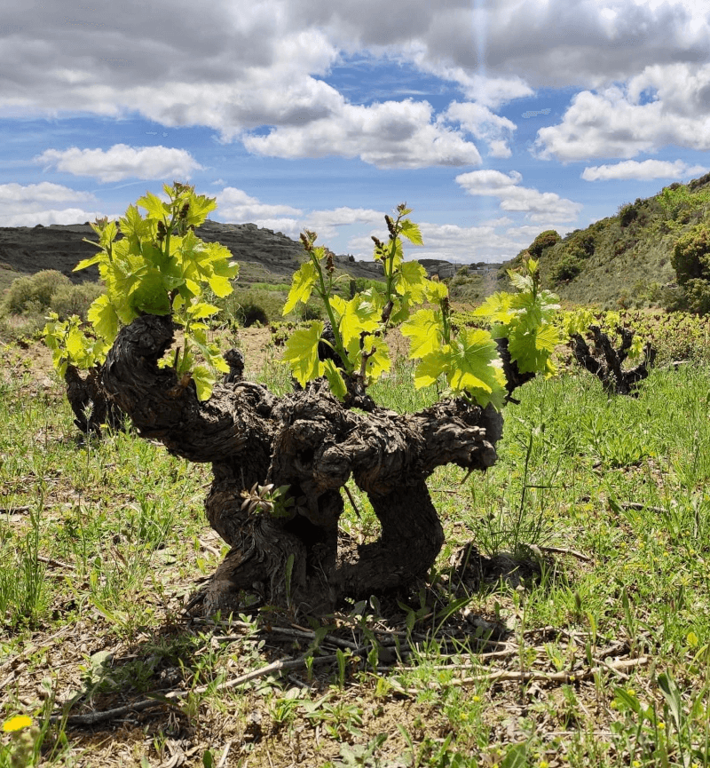 A Rioja klasszikus bakművelésű tőkéi