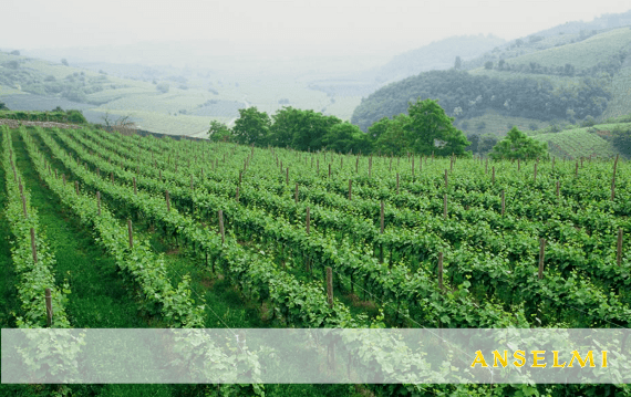Azienda Agricola Roberto Anselmi Anselmi