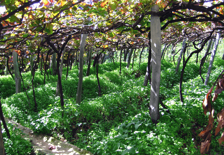 Madeira_Weinberg_HH59faf95890ccf
