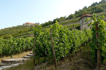 Weinbau am Schloss Neuenburg