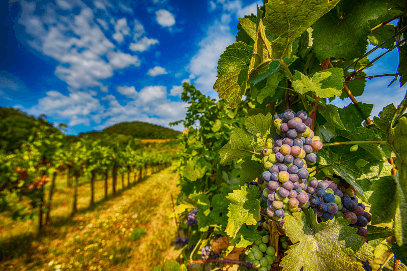Merlot szőlőssor Merlot szőlőssor