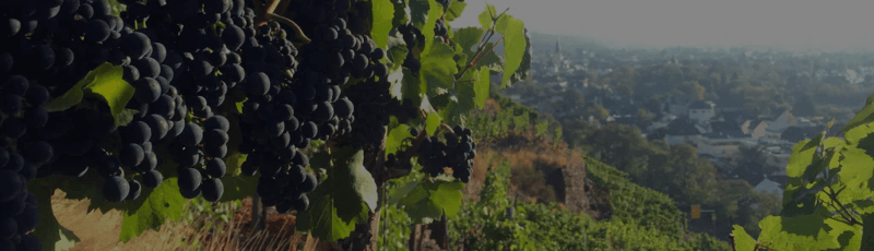 Weingut Adeneuer Herbst