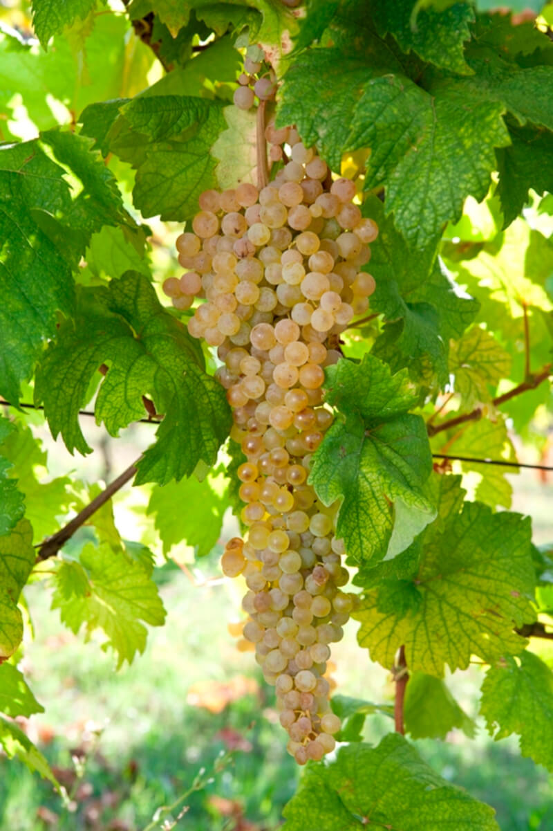 Tenuta Santa Lucia Weintrauben Tenuta Santa Lucia Weintrauben
