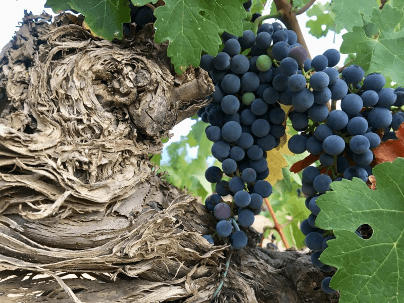 Weingut Cellers Grifoll Declara Weingut Cellers Grifoll Declara