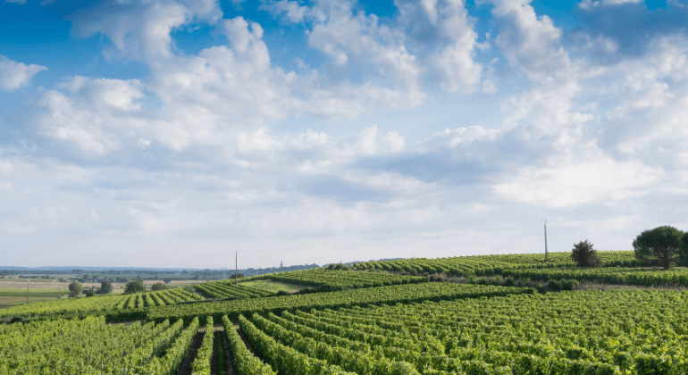 Nyári utazás a Loire-hoz – 3x kóstolócsomag