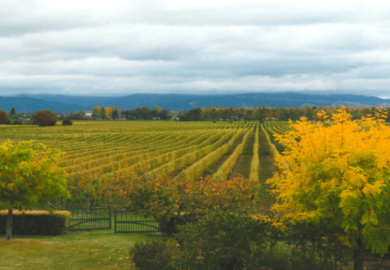 Fairleigh Vineyard