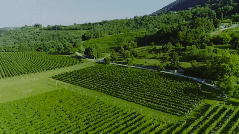 Borgo-Conventi-gruener-Weinberg