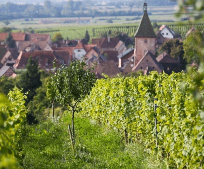 Domaine Marcel Deiss Szőlődomb Domaine Marcel Deiss Szőlődomb
