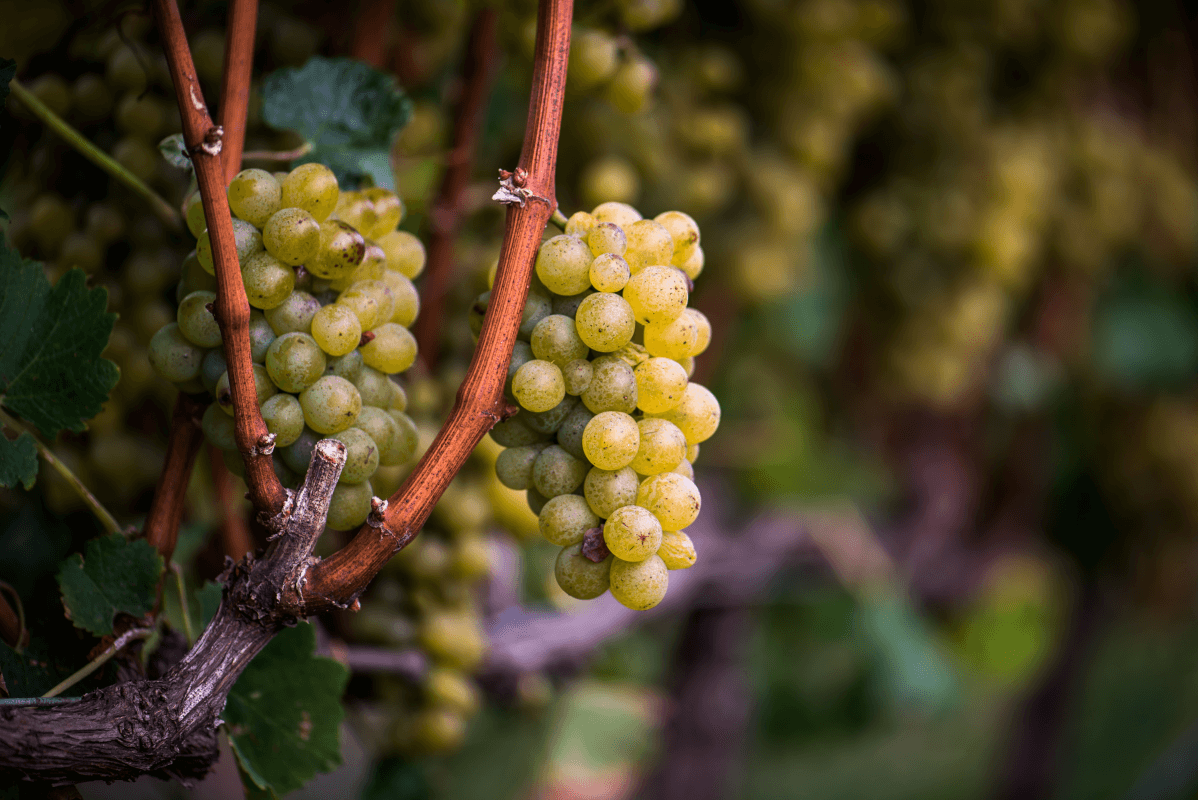 Semillon a tőkén