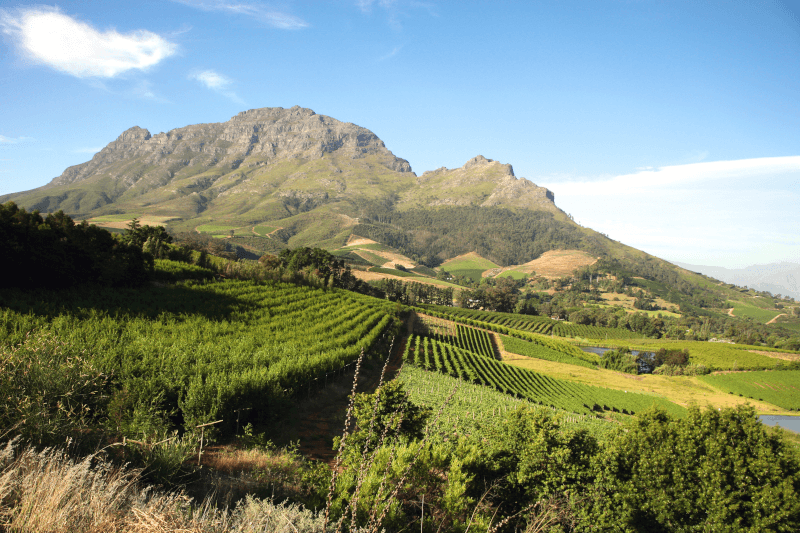 Weinbau am Simonsberg Weinbau am Simonsberg