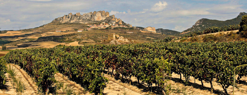 Bodegas Taron szőlőültetvény Bodegas Taron szőlőültetvény