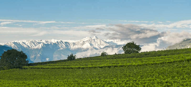 Weinberge in Südtirol