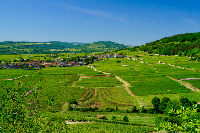 Kilátás a szőlőültetvényekre Chassagne-Montrachet községben Kilátás a szőlőültetvényekre Chassagne-Montrachet községben