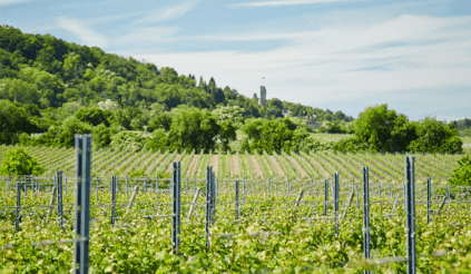 Blick über die Weinberge von Heinrich Vollmer Blick über die Weinberge von Heinrich Vollmer
