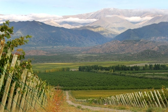 Finca Las Moras - Weinanbau