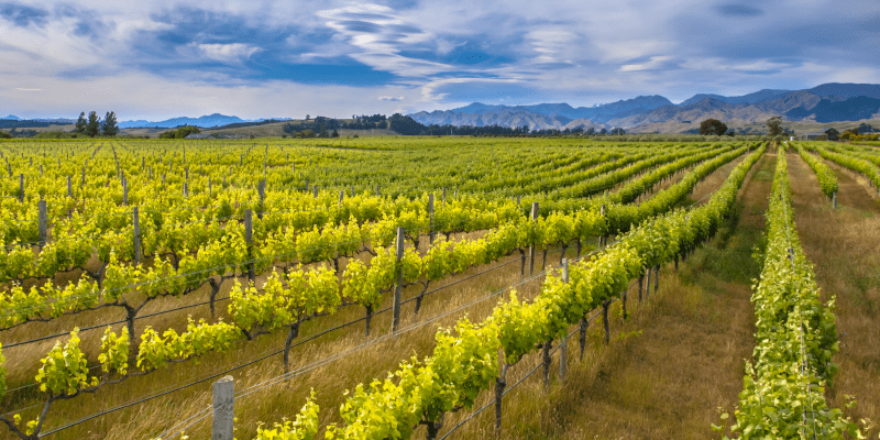 Marlborough Neuseeland Weinberge Marlborough Neuseeland Weinberge