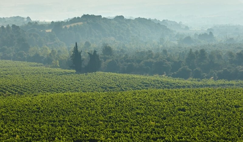 weingut-codorniu-weinberg-2 weingut-codorniu-weinberg-2