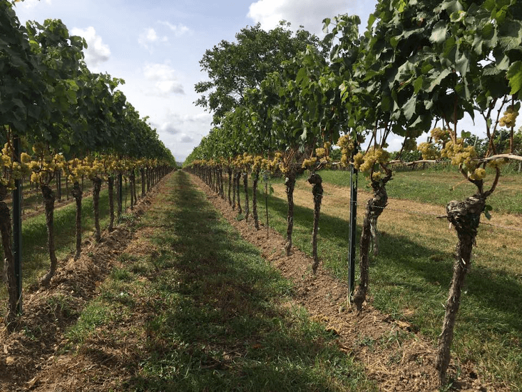 Die Chardonnay Rebzeilen von Wageck Die Chardonnay Rebzeilen von Wageck