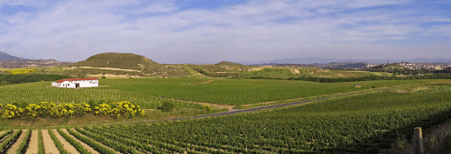 Die weiten Rebflächen von Bodegas Muga