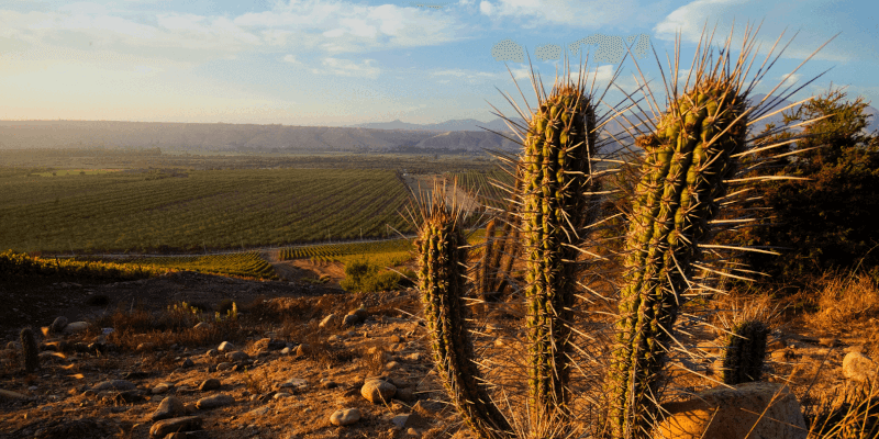 Sutil Family Wines Weinberg Limari