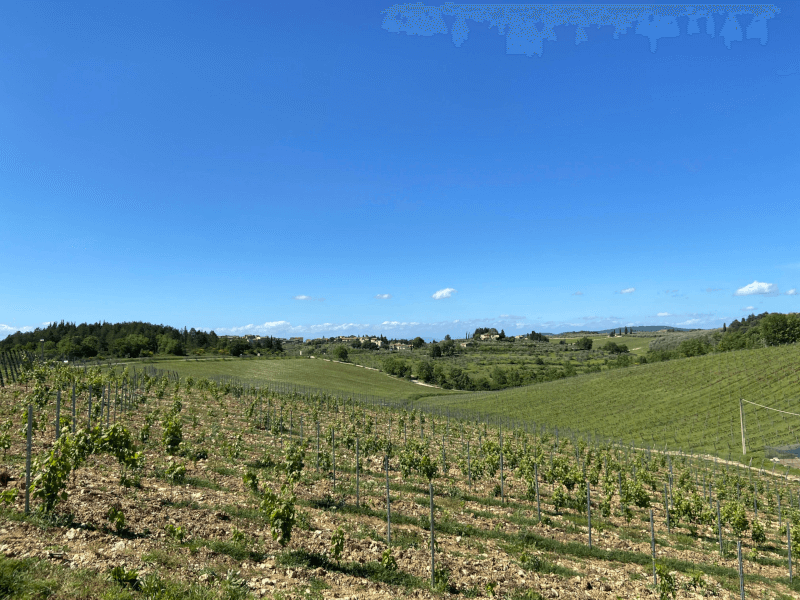 Blick über die Weinberge Blick über die Weinberge