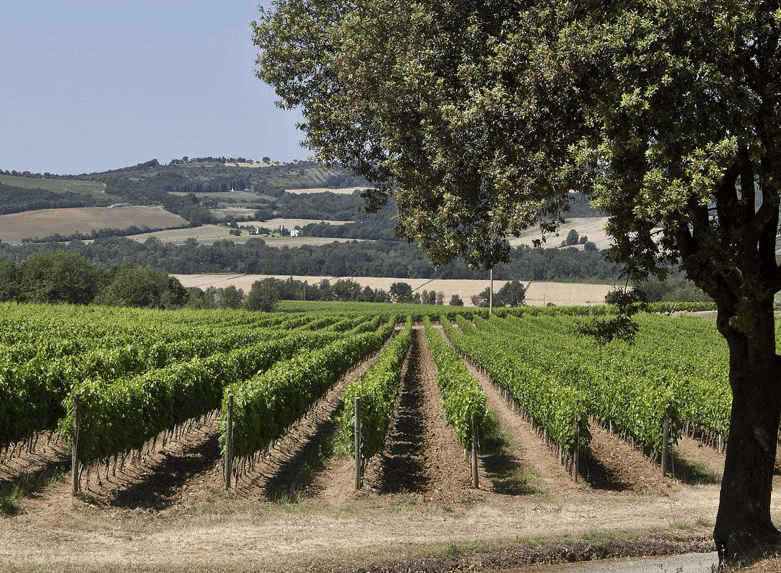 Pian delle Vigne Weinberge Pian delle Vigne Weinberge