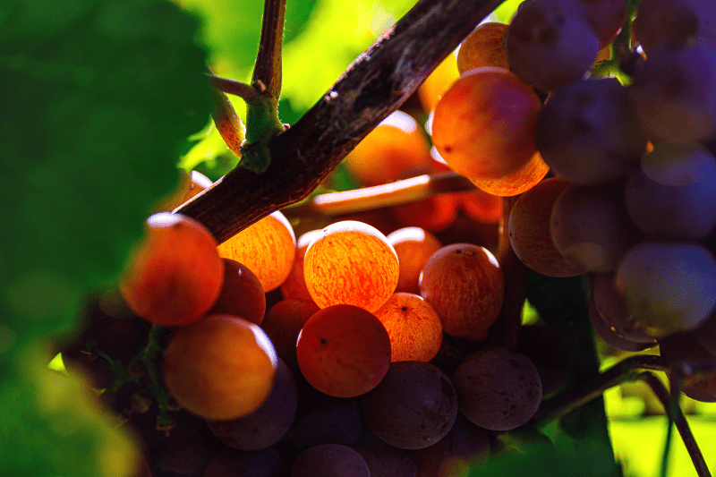 Traminer sonne Gewürztraminer-szőlő a tőkén a napfényben