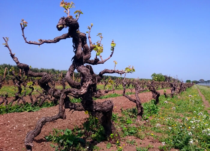 Primitivo Reben bei Varvaglione Primitivo Reben bei Varvaglione