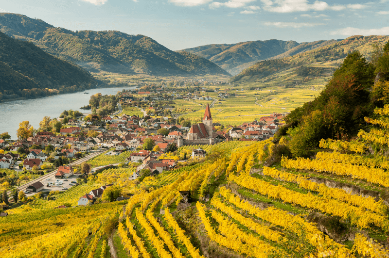 Weinberge um Weissenkirchen Wachau Österreich Weinberge um Weissenkirchen Wachau Österreich