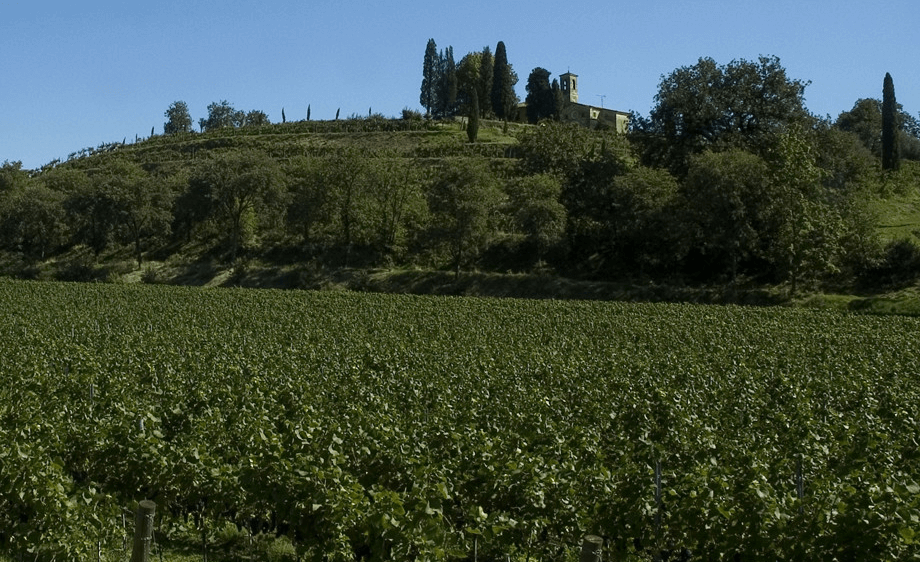 Tenuta Montenisa szőlőültetvény