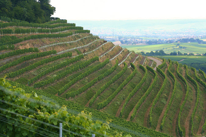 photo_weinberge_06-1