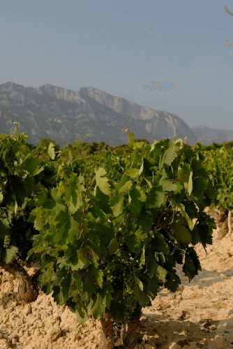 Rebstöcke von La Rioja Alta Rebstöcke von La Rioja Alta