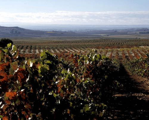 Weinberge von Aster in der Ribera del Duero Weinberge von Aster in der Ribera del Duero
