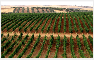 Weinberge von Finca Constancia