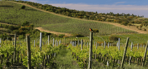 Montes szőlőültetvények a Colchagua-völgyben Montes szőlőültetvények a Colchagua-völgyben